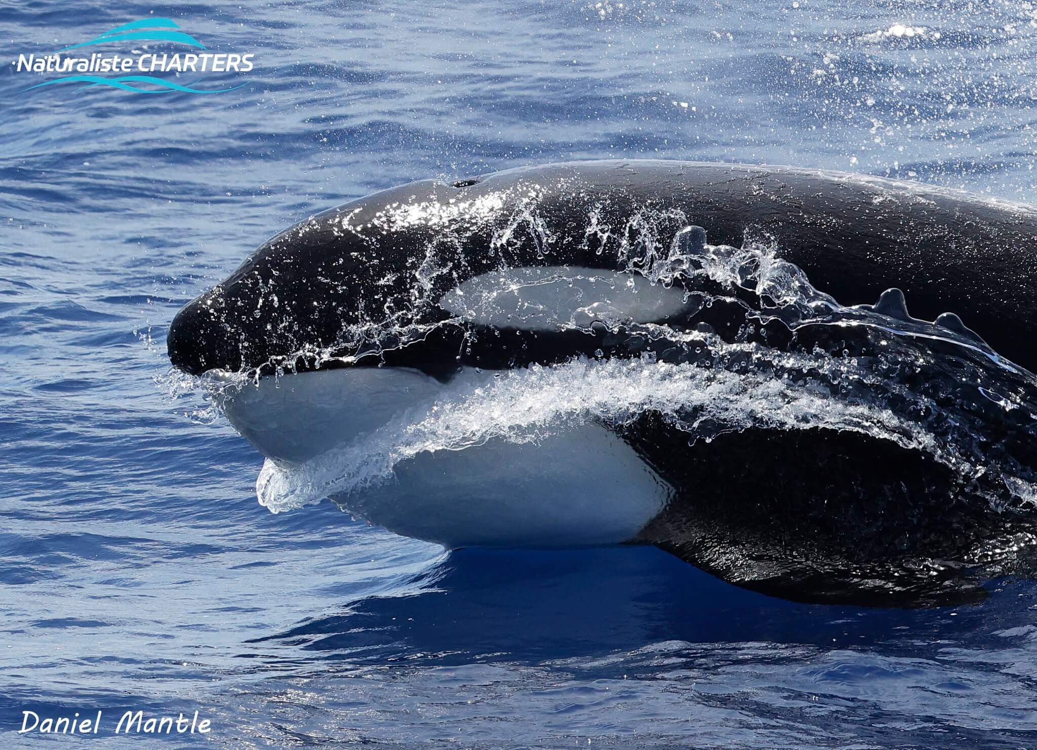 The pod of Orcas picked up speed and started surging off.