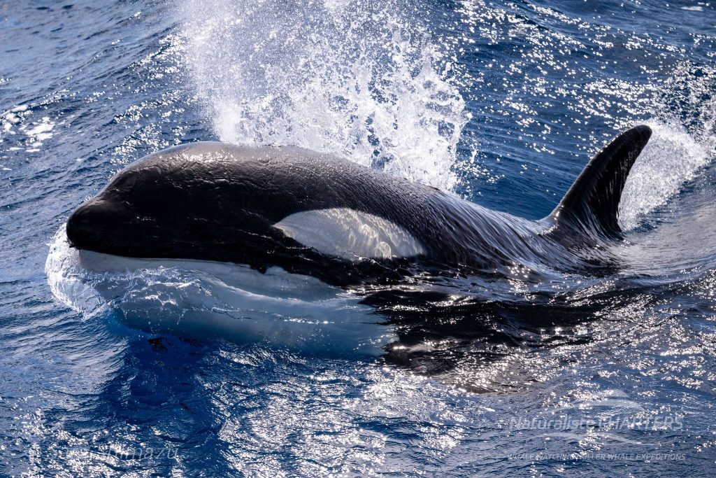 Orca Killer Whales excite in the Bremer Canyon