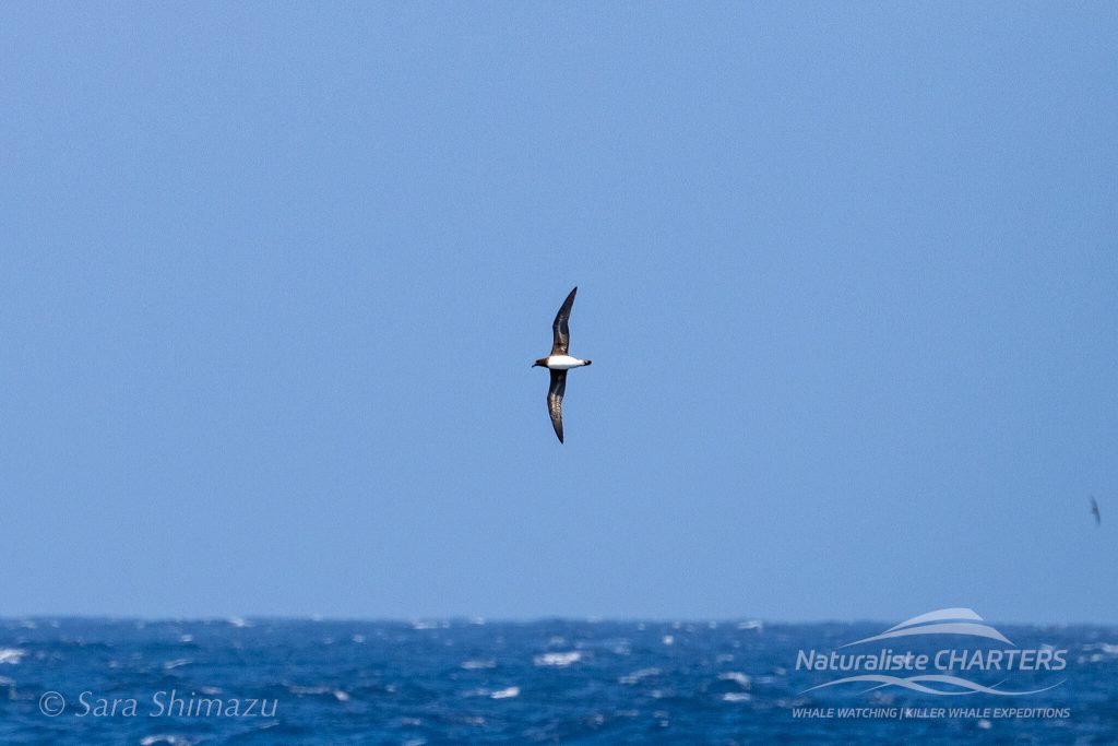 A Rare Tahiti Petrel spotted during a Naturaliste Charters killer whale expedition