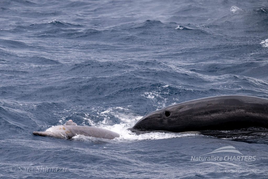 Warning: Predation Event. Killer Whale vs Beaked Whale