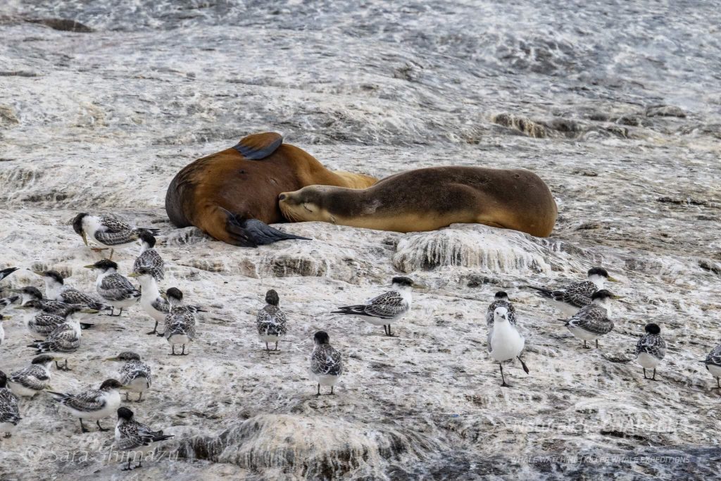 A close pass of Glasse Island reveals Australian Sealions basking