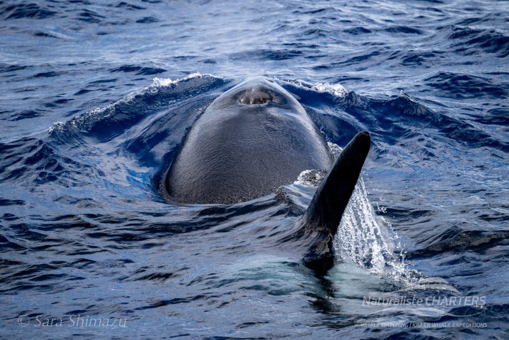 The blowhole of an orca