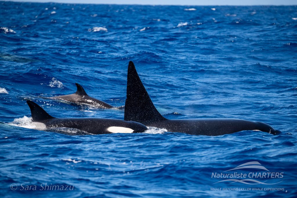 A busy day in the canyon as we spotted numerous orca