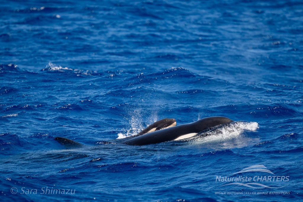 We saw multiple species in Bremer Canyon