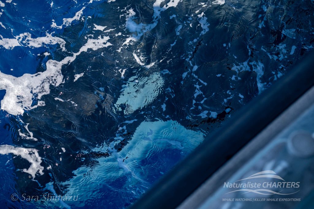 A killer whale eyes us underwater beside the Alison Maree