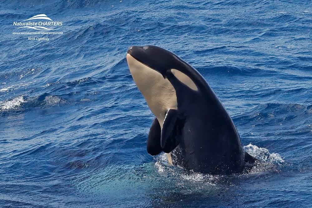 The Life of an Orca: The killer Whale - spyhopping