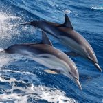 A pod of Common Nose Dolphin ride our wake