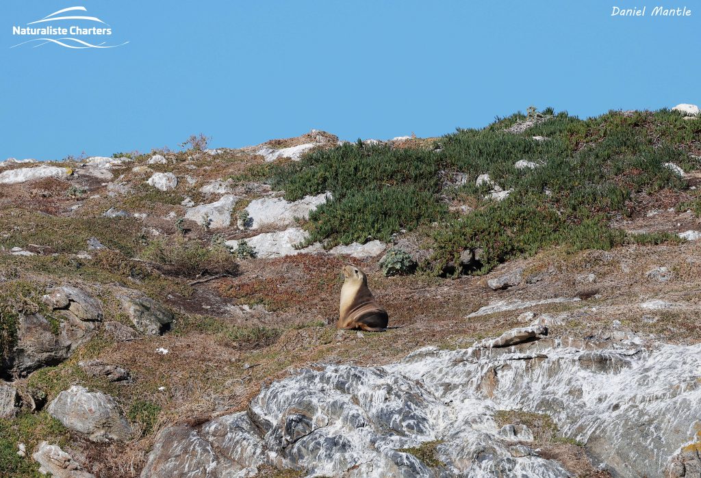 A sea lion on Glasse Island Bremer Bay