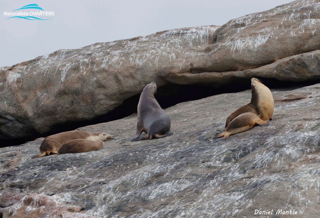 Australian Sea Lions are found in Western Australia