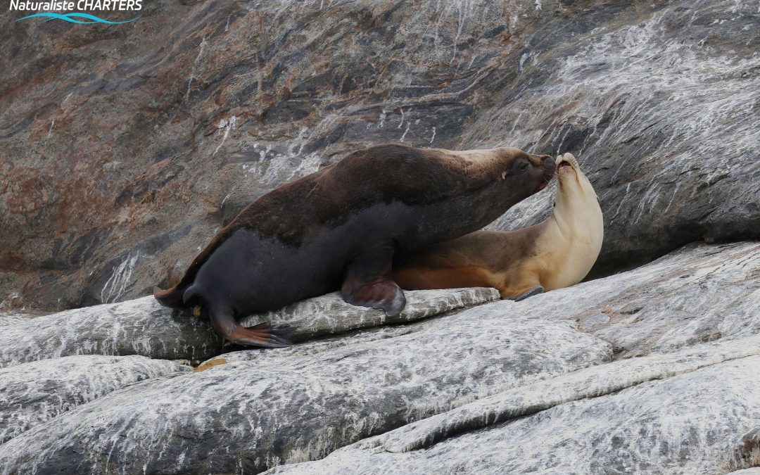 Australian Sea Lions: Where to See Them and Fascinating Facts