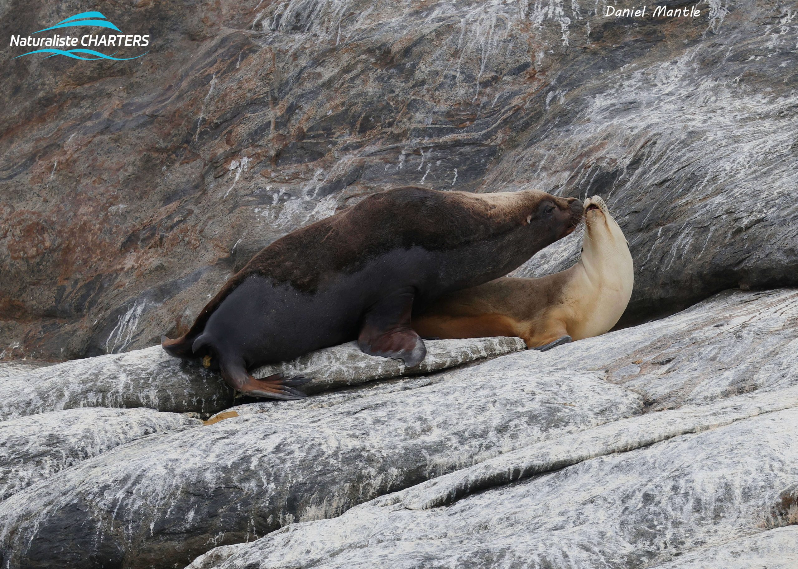 Australian Sea Lions on a Naturaliste Charters Killer Whale Expedition