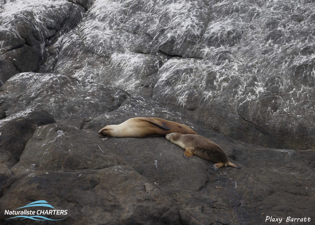 Australian Sea Lions are an endangered species