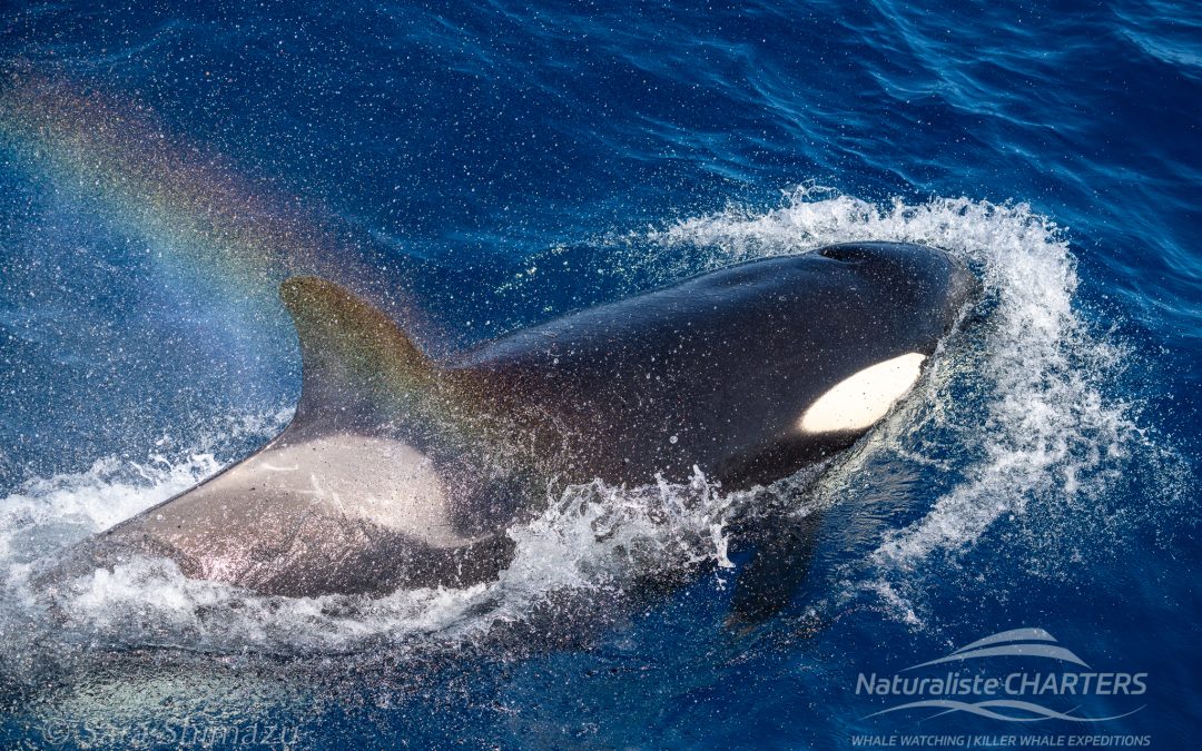 Naturaliste Charters Killer Whale Expedition Highlights: January 20-26