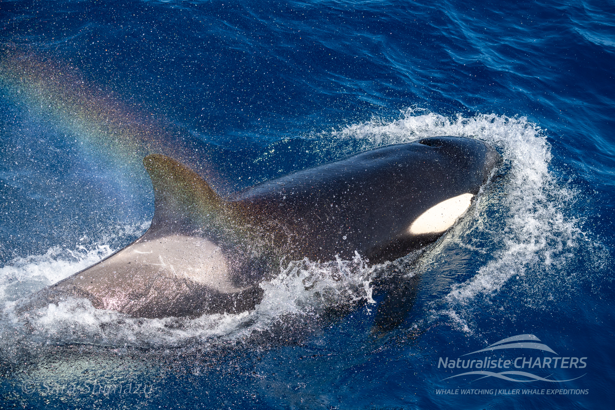 Naturaliste Charters Killer Whale Expedition Highlights: January 20-26