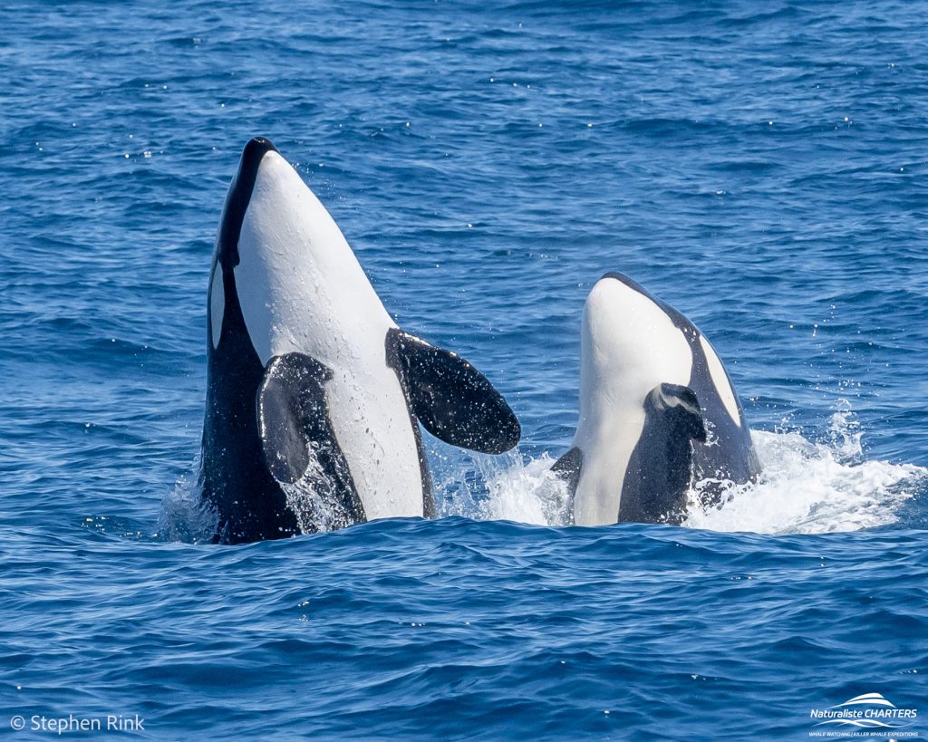 Join a Killer Whale Expedition with Naturaliste Charters