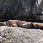 March 17 2025 Killer Whale