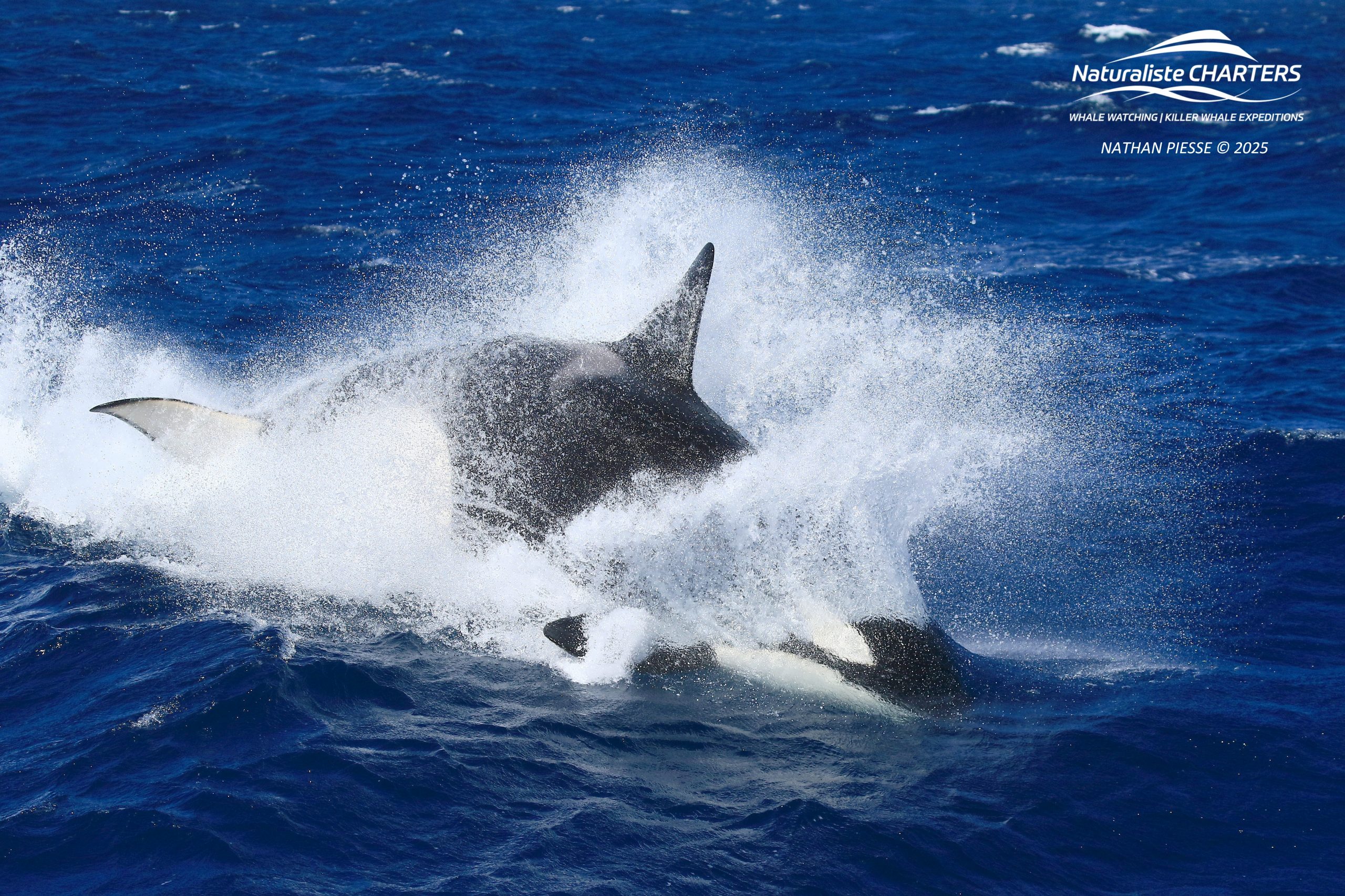 Bremer Killer Whales: Witnessing a Bremer Orca Hunt in Action