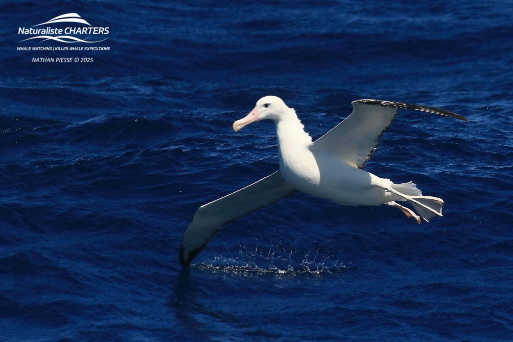 Wandering Albatross Bremer Canyon