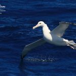 Wandering Albatross Bremer Canyon