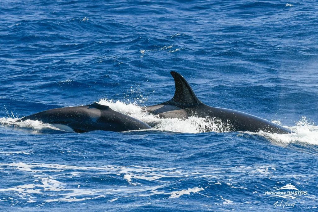 Killer Whales are known hunters of Beaked Whales