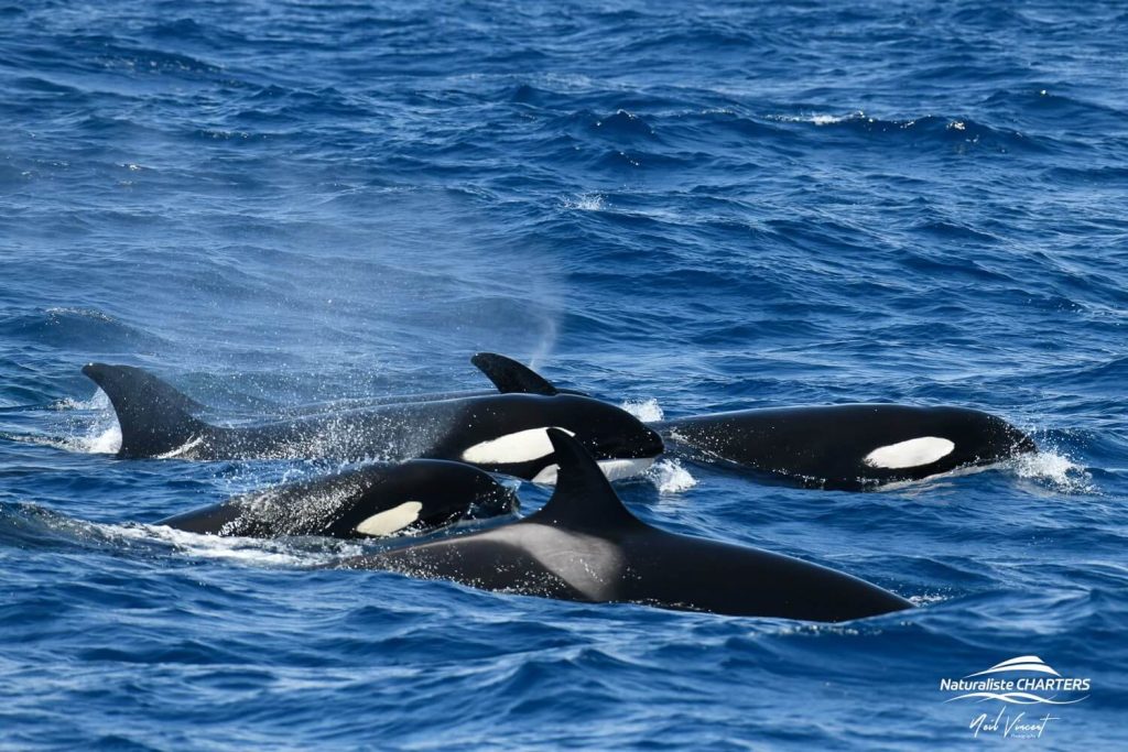 Killer Whale Highlights 25.2.2025