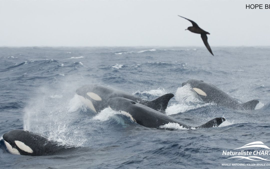 Bremer Canyon Killer Whale Highlights: February 18-24