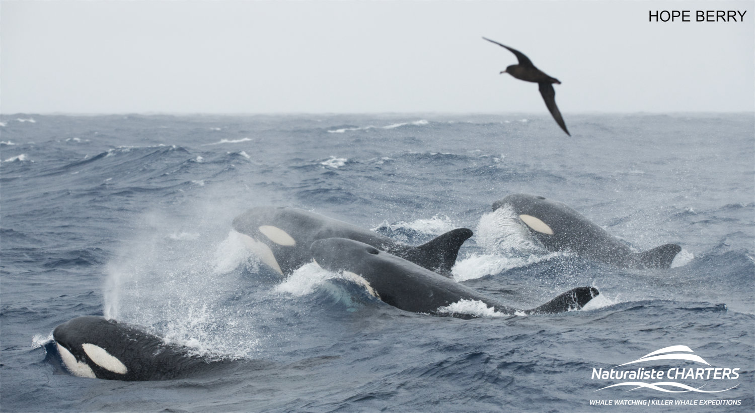 Bremer Canyon Killer Whale Highlights: February 18-24