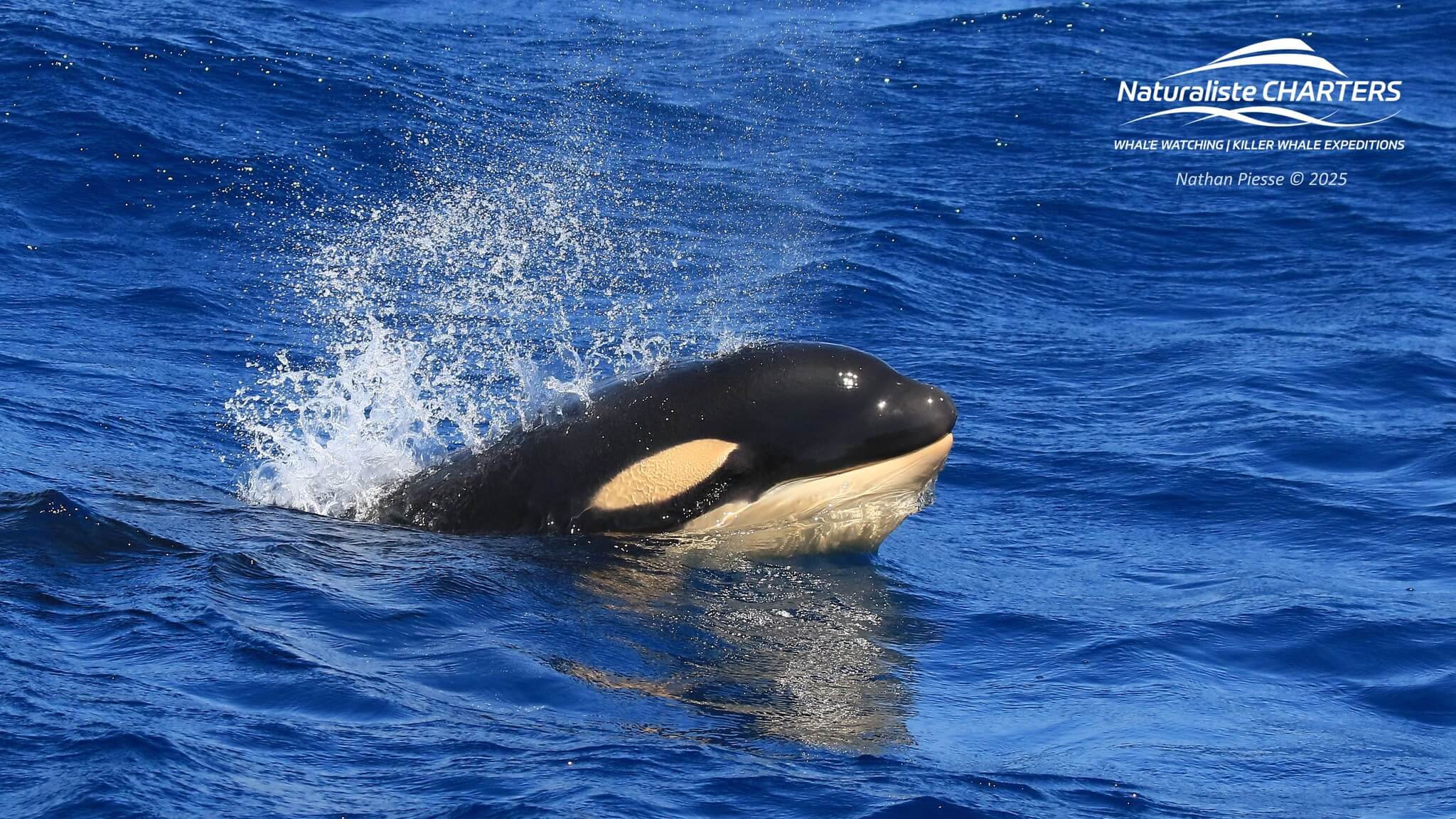 Bremer Canyon Killer Whale Highlights: Feb 25 – Mar 3