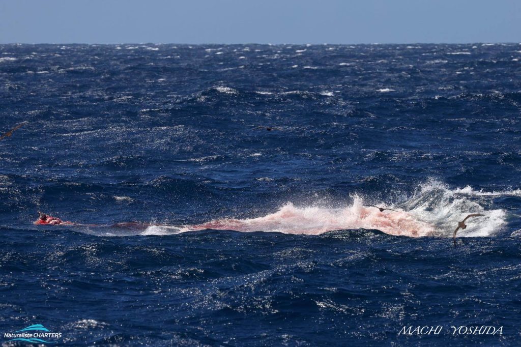 Churning bloody sea