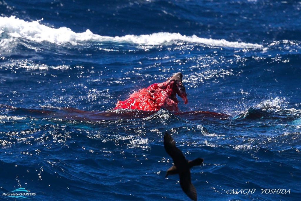 Predation of a beaked whale by orca