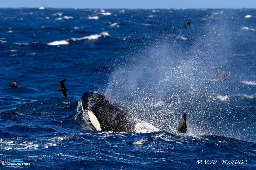 An orca on the hunt