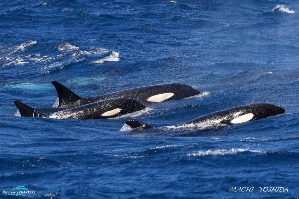 Killer whale pod hunting