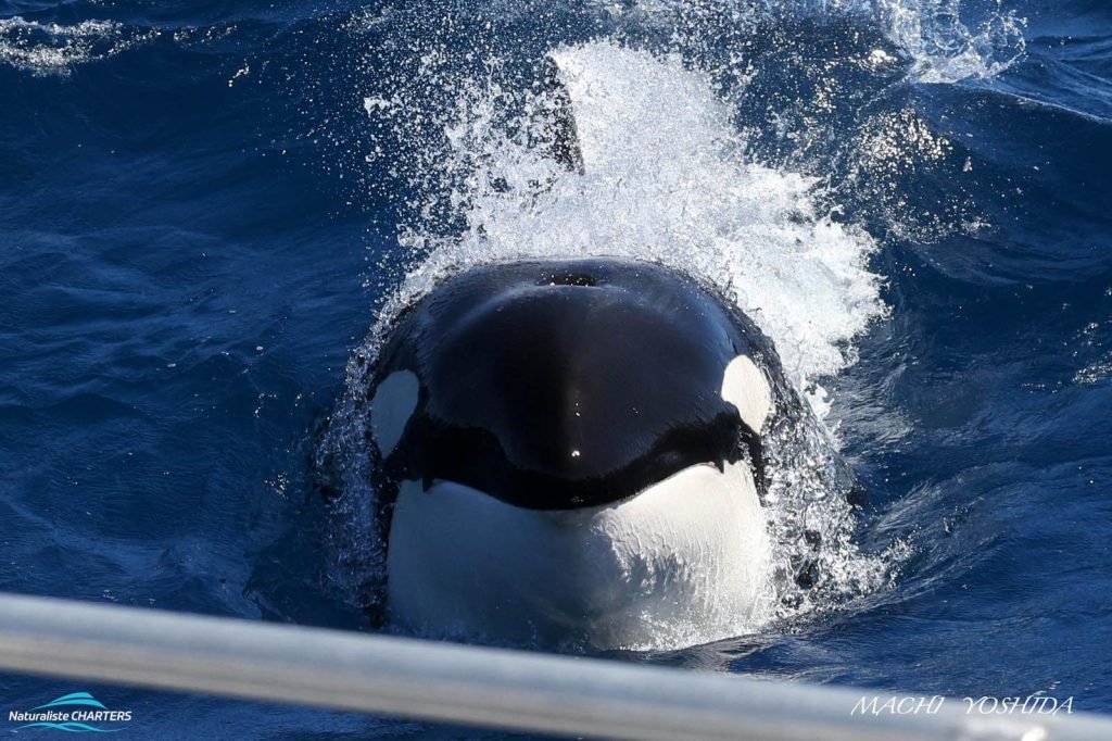 An orca approaches Naturaliste Charters