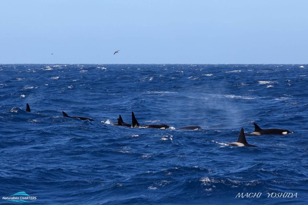 Killer Whale-orcas in Bremer Canyon