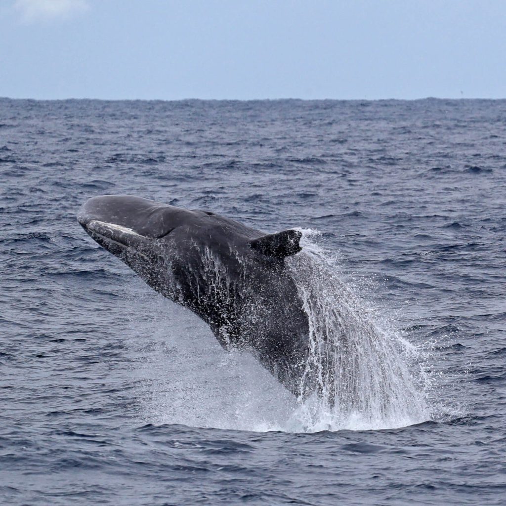 Sperm Whale Breaching in Bremer canyon