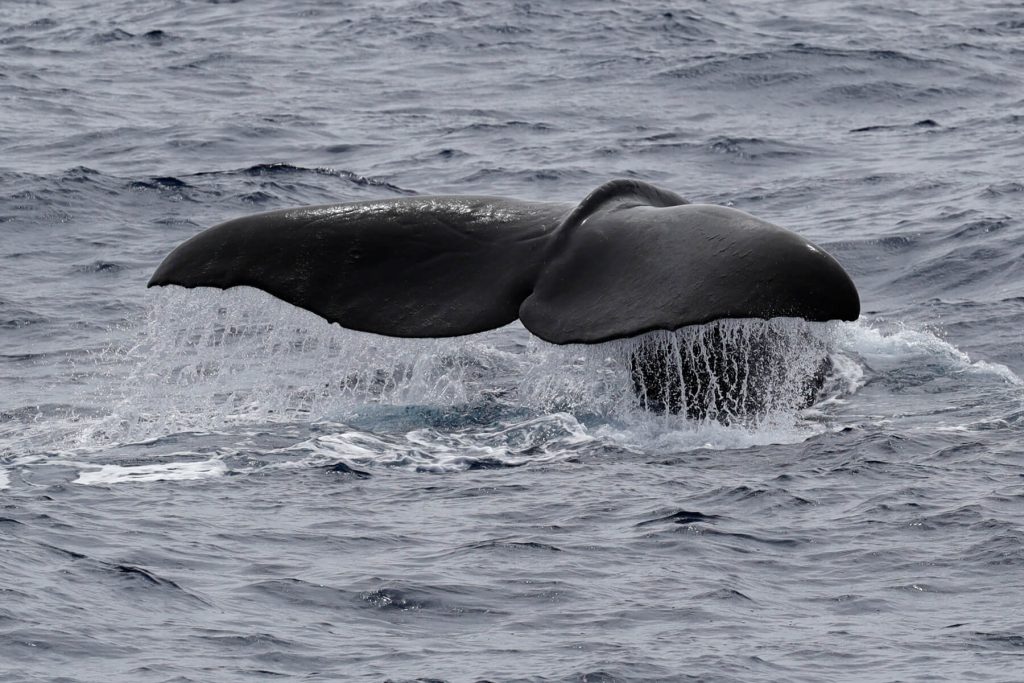 Sperm Whale Flukes