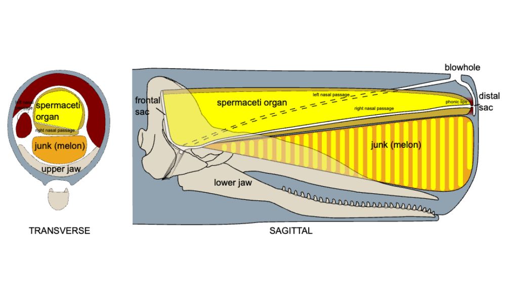Diagram visual of inside Sperm whale’s head.