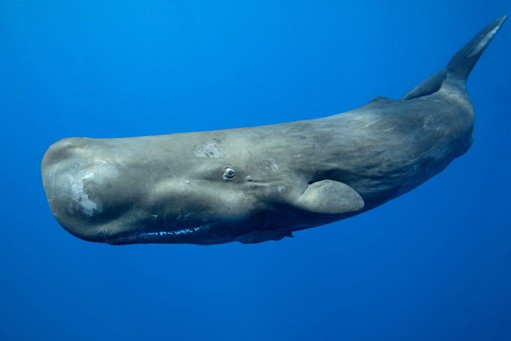 Sperm Whale Credit: Getty Images