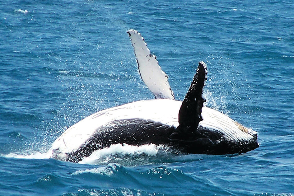 A humpback whale breaching