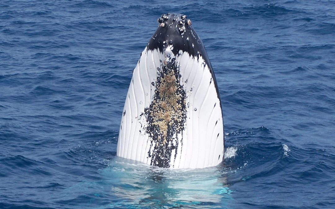 A Humpback Whale Story