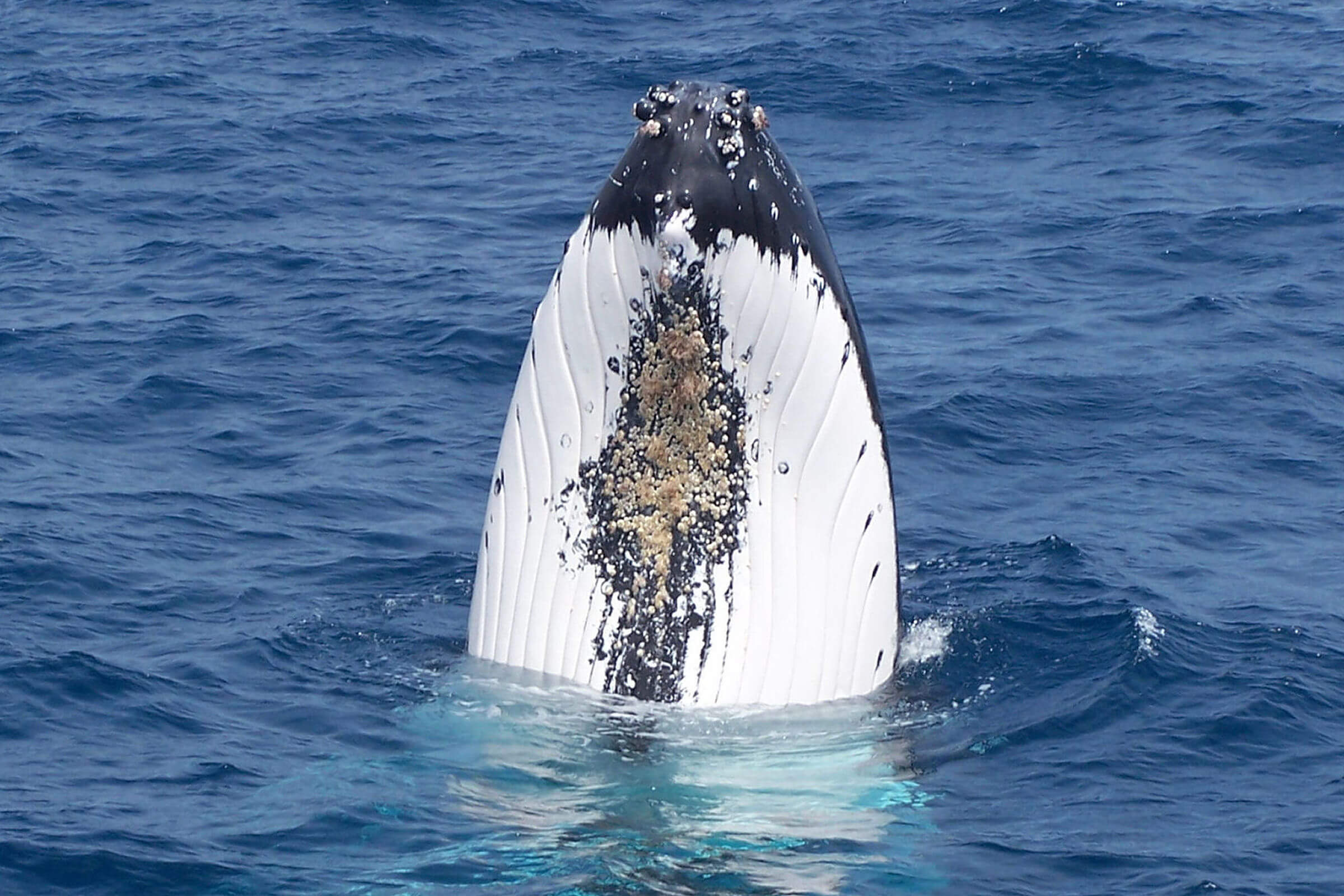 A Humpback Whale Story