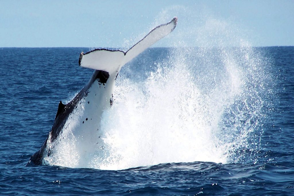 A Humpback Whale 2