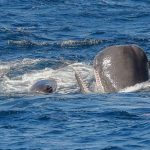 Sperm Whale under Attack from Orca Bremer Canyon