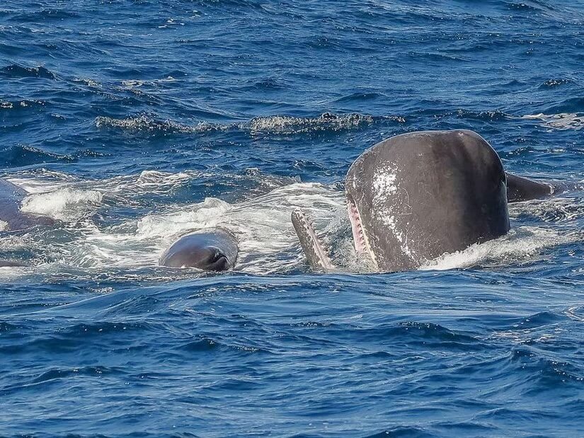 Sperm Whale under Attack from Orca Bremer Canyon