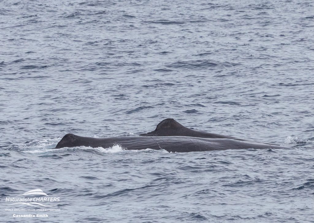 Sperm Whales seen during killer whale expedition in Bremer Canyon