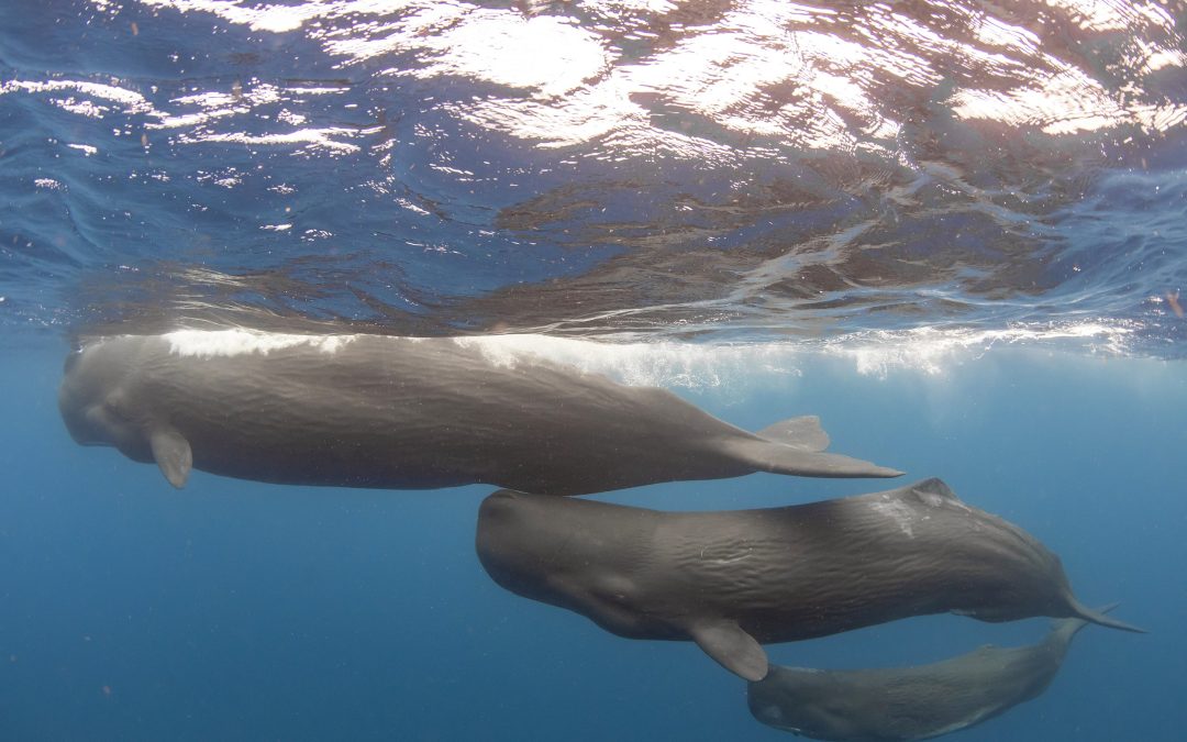Sperm Whale: Master Navigators of the Deep