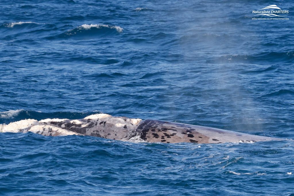 Humpback Whale logging on the surface of the ocean in Flinders Bay