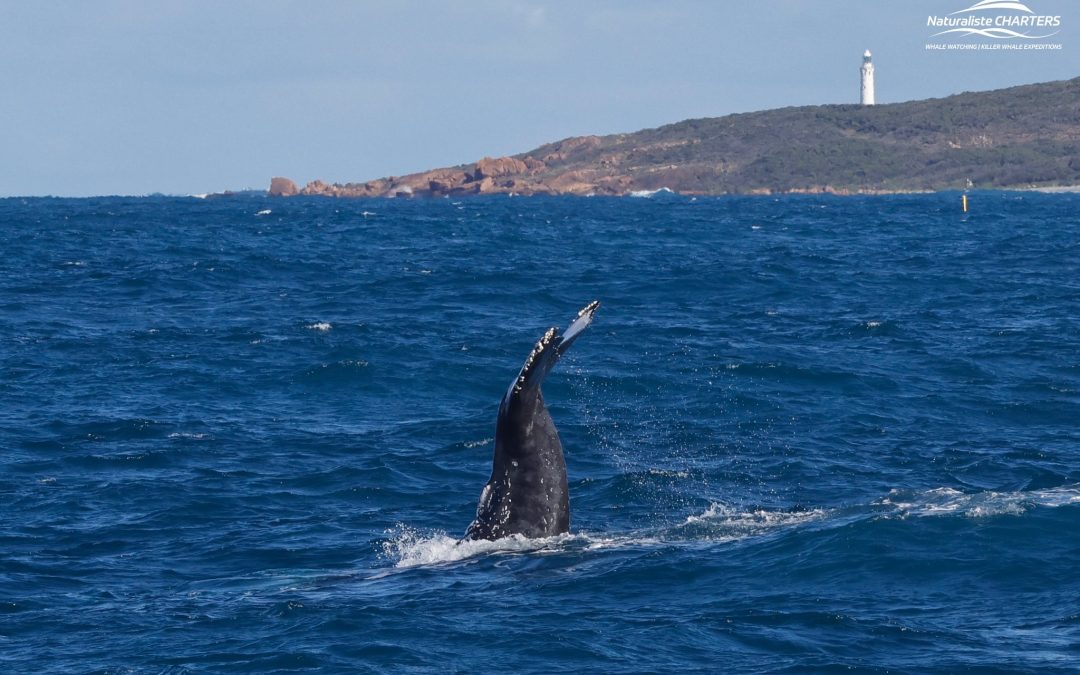 Whale Watching Near Margaret River