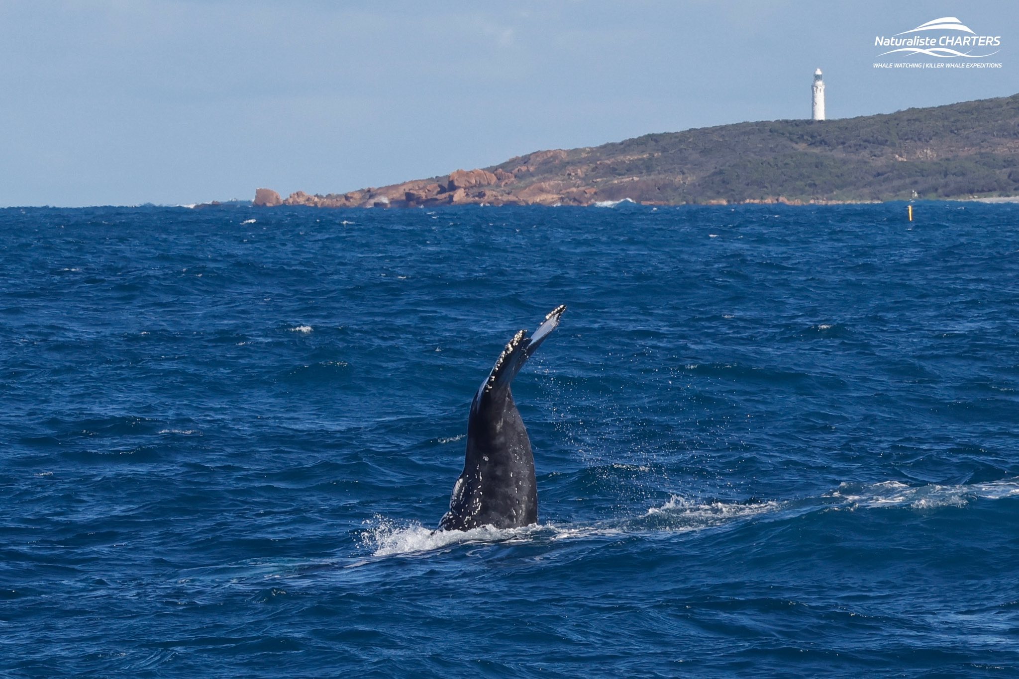 Whale Watching Near Margaret River