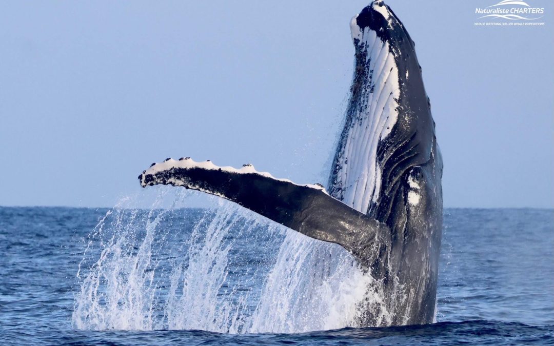 Where to Go Whale Watching in Western Australia